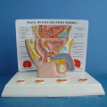 Male Abdomen Medical Anatomy Model with Description (R110203)